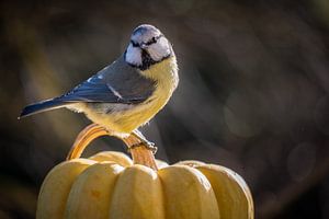 Blaumeise auf Kürbis