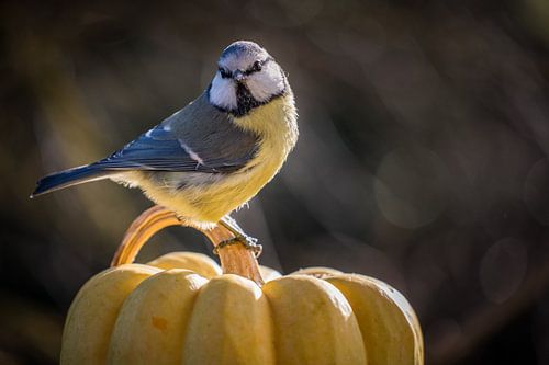 Pimpelmees op pompoen
