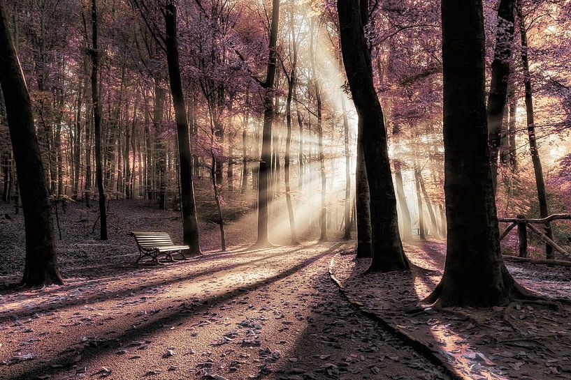 Brandend het licht van Hans Soowijl