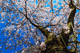 Cerisier en fleurs sous un ciel bleu sur Yvon van der Wijk