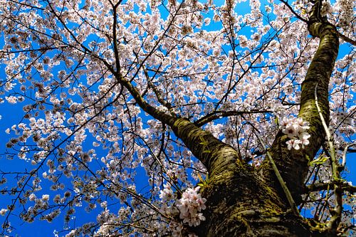 Cerisier en fleurs sous un ciel bleu sur Yvon van der Wijk