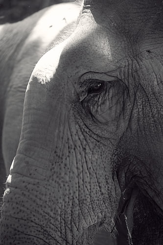 Elefant mit starkem Blick in Schwarzweiß