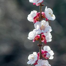 Mandelblüte von Hanneke Luit