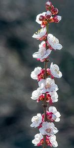 Mandelblüte