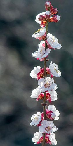 Mandelblüte von Hanneke Luit