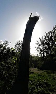 Dood hout in de Gooise Bossen