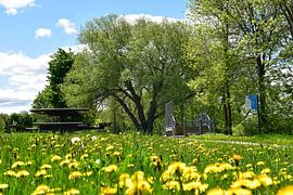 Im Park an einem Frühlingsmorgen von Claude Laprise