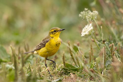 Englische Bachstelze im Gras