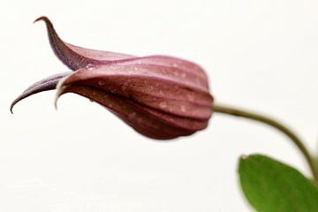 Macro d'une petite fleur violette sur Klik! Images