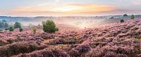 De heide in volle bloei