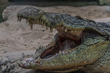 Crocodile sur Michelle van den Boom