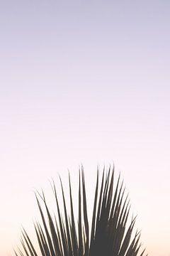 Pastel paarse zonsondergang met een palmboom in Italië van Photolovers reisfotografie