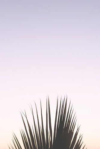Pastel paarse zonsondergang met een palmboom in Italië