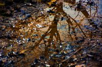 Weerspiegeling boom in water