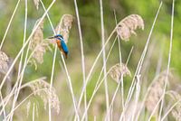 Eisvogel