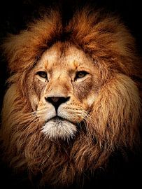 Lion - Portrait