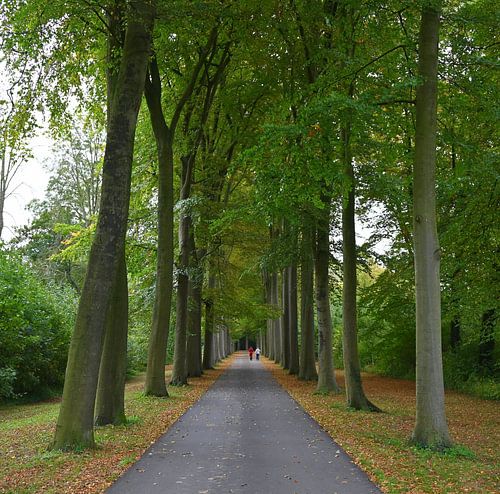 Là où les arbres murmurent et où la lumière se cache. sur Jose Lok