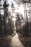 Pfad durch die Veluwe
