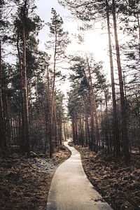 Pad door de veluwe van Rick Ouwehand