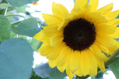 Fel gele zonnebloem