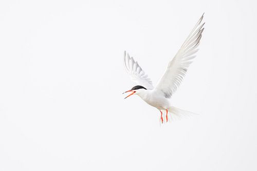 Visdief boven de Waddenzee
