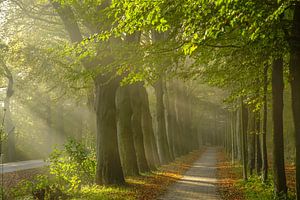 Magisch bos van Dirk van Egmond