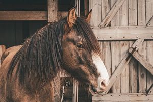 Cheval dans un stable