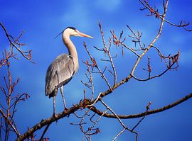 The heron in the tree by Maickel Dedeken