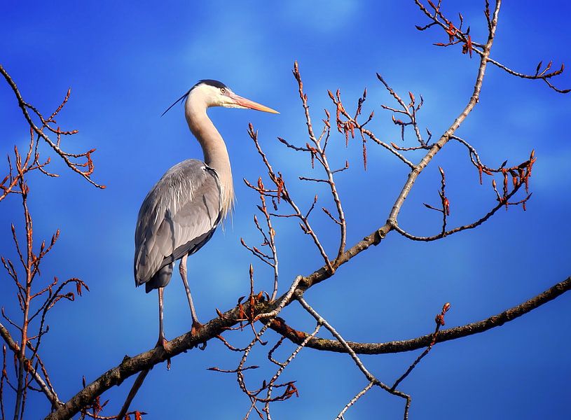 The heron in the tree by Maickel Dedeken