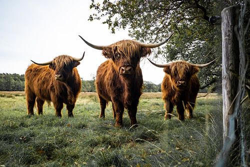 Schotse Hooglanders in Uffelte van S van Wezep