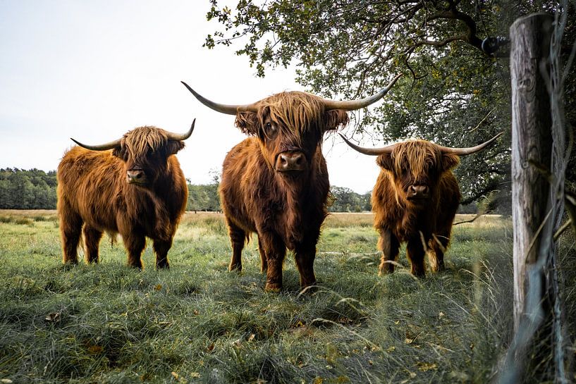Schottische Highlander in Uffelte von S van Wezep