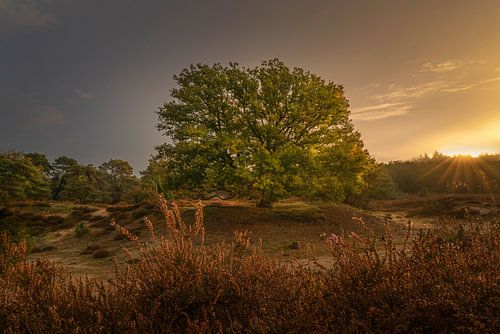 Hollands landschap met oude boom op Drents Paradijs tijdens zonopkomst.