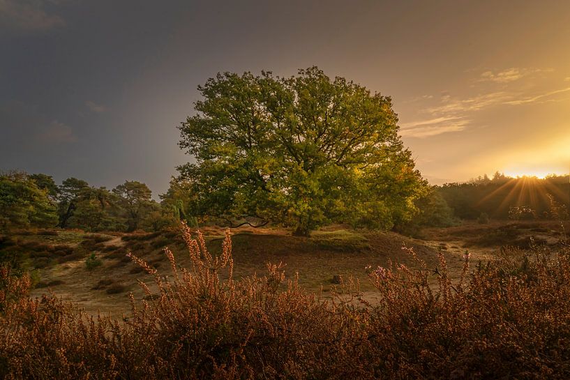 Hollands landschap met oude boom op Drents Paradijs tijdens zonopkomst. van ina kleiman