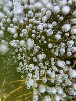 Air in ice