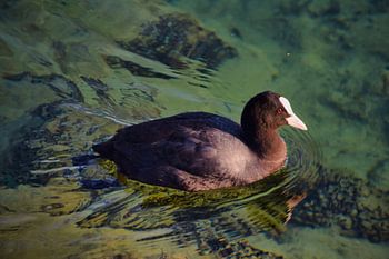 Blässhuhn im Zihlkanal