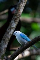 Blauwgrijze tangare – Vleugje tropisch blauw in Costa Rica