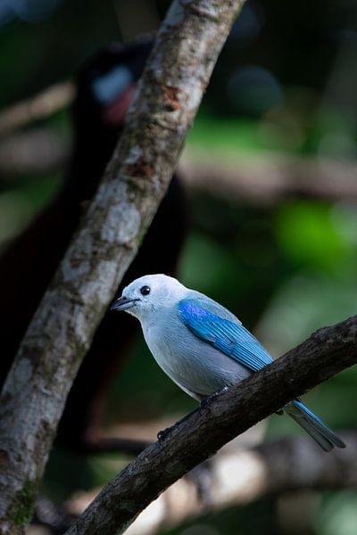 Blaugraue Tangare - Ein Hauch von tropischem Blau in Costa Rica von Rick Massar