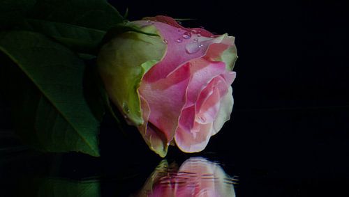 rose roos op een spiegel