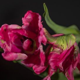 Tulpen von Govert Govers