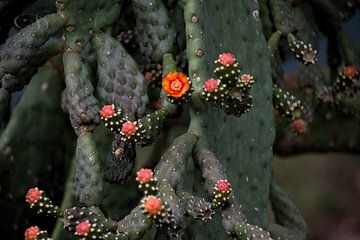 Cactus van Dubbel Dushi