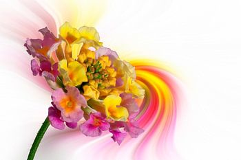 Lantana-Camara in front of an abstract colourful background, macro shot