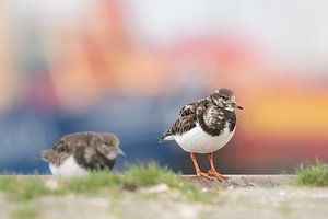 Steenloper op de kade van de haven in Lauwersoog van Ron Poot