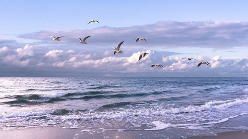 baltic sea with seagulls