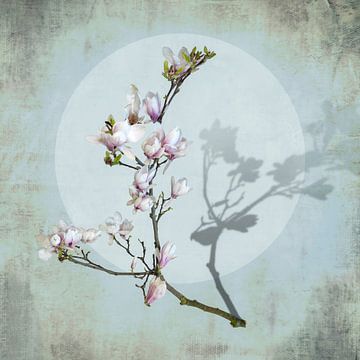 Magnolia met schaduw. Lichtblauw. van Alie Ekkelenkamp