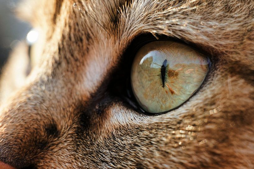 Cat by Toni Stauche