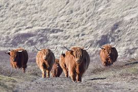 Move! by Evert-Jan Woudsma