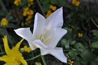 Flowers 3