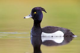 Prachtschopfente (Aythya fuligula) von Beschermingswerk voor aan uw muur