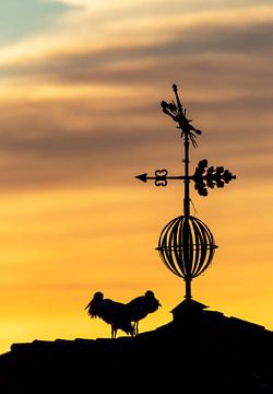 White Stork, Ciconia ciconia by Beschermingswerk voor aan uw muur