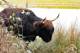 Scottish highlander eating by the water by Truckpowerr